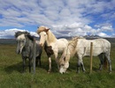 Islandský kůň - Equus scandinavicus