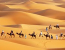 Sahara - karavana velbloudů