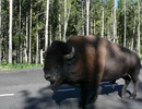 NP Yellowstone - Bizon