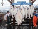 Město Seward - lov halibutů