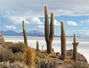 Salar de Uyuni - ostrov kaktusů - Bolívie