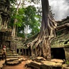 Kambodža - chrám Ta Prohm, areál Angkor